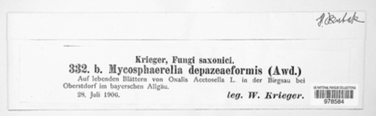 Mycosphaerella depazeiformis image